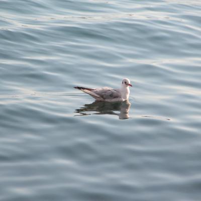 Img 9662